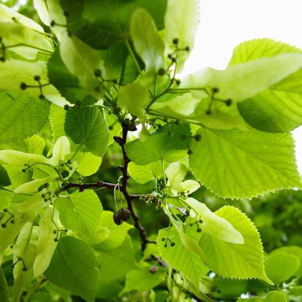 Lime Broad-leafed (Tilia platyphyllos) 1